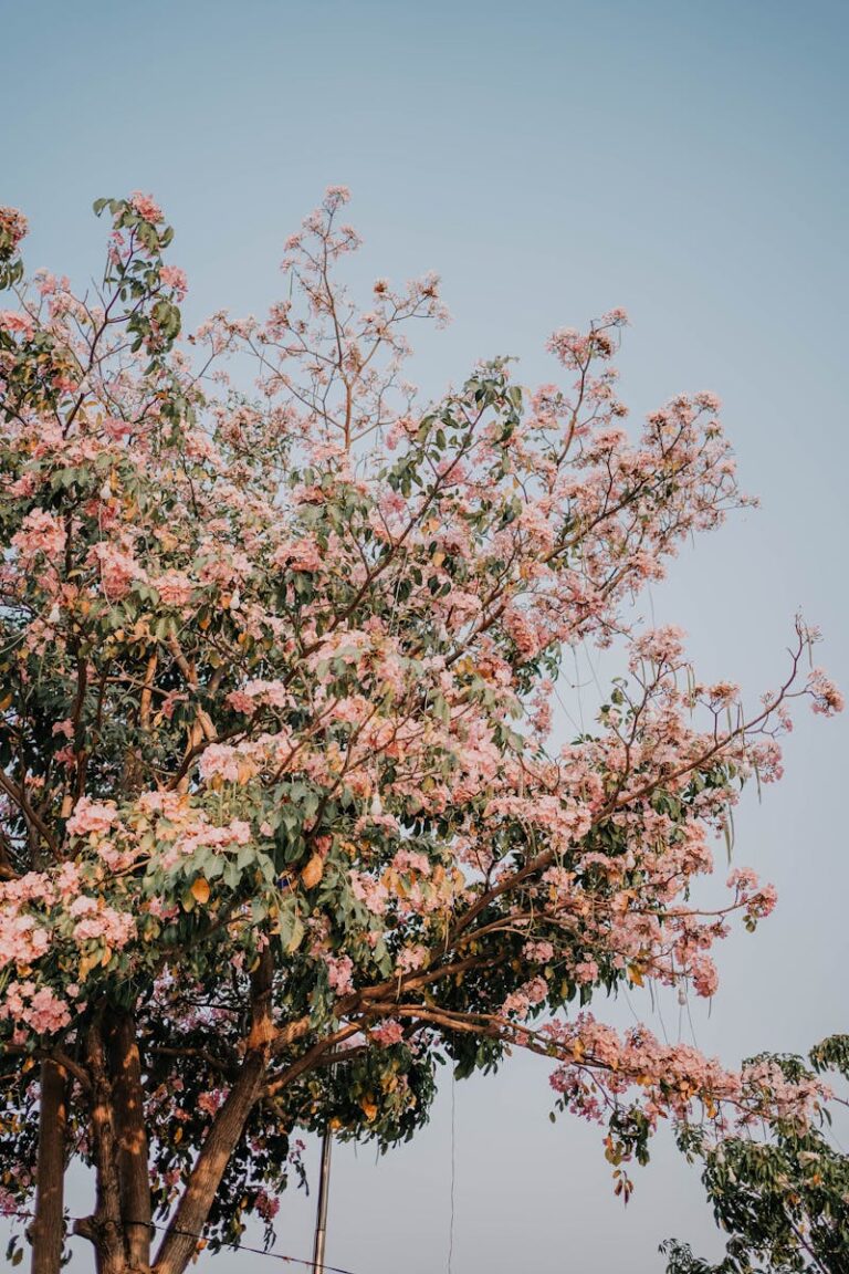 Beautiful blooming tree with pink flowers against a clear blue sky in Phnom Penh, Cambodia.