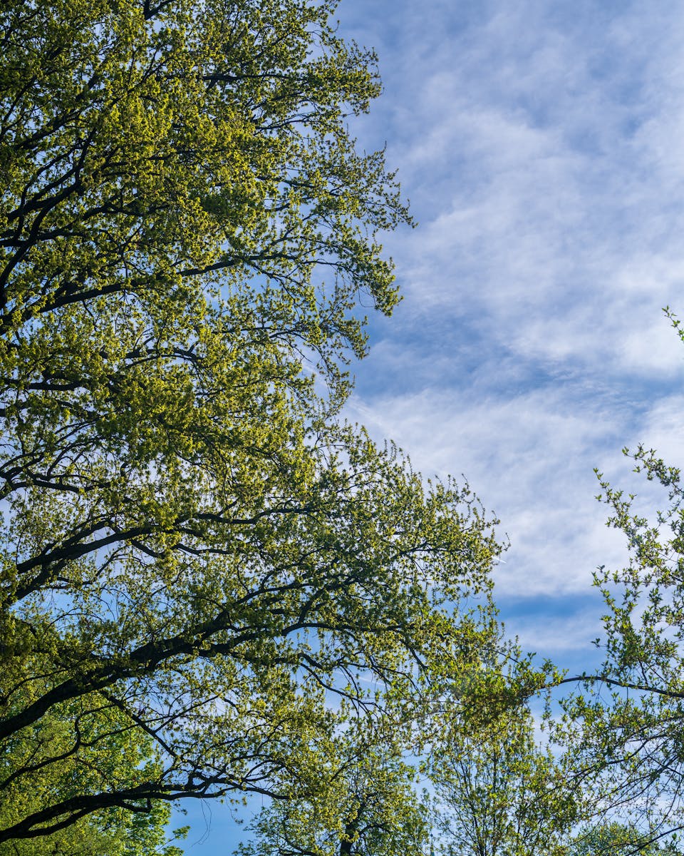 Capture of lush green trees beneath a clear blue sky, perfect for nature-themed projects.